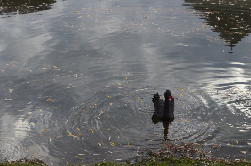 Black Swan in Pond — Gray