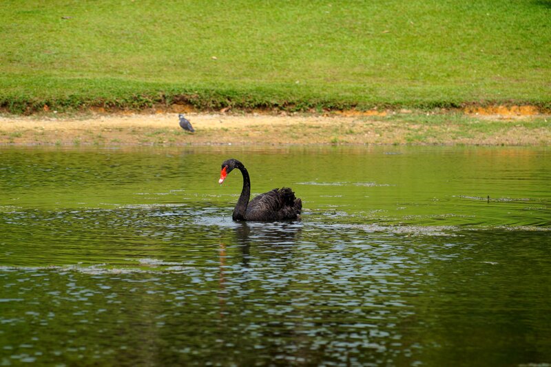 Black Swan in Pond — Green, Serene