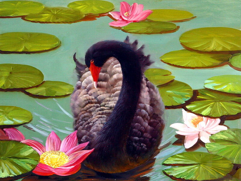 Black Swan in Pond — Green
