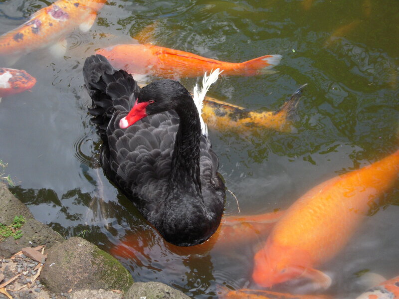 Black Swan in Pond