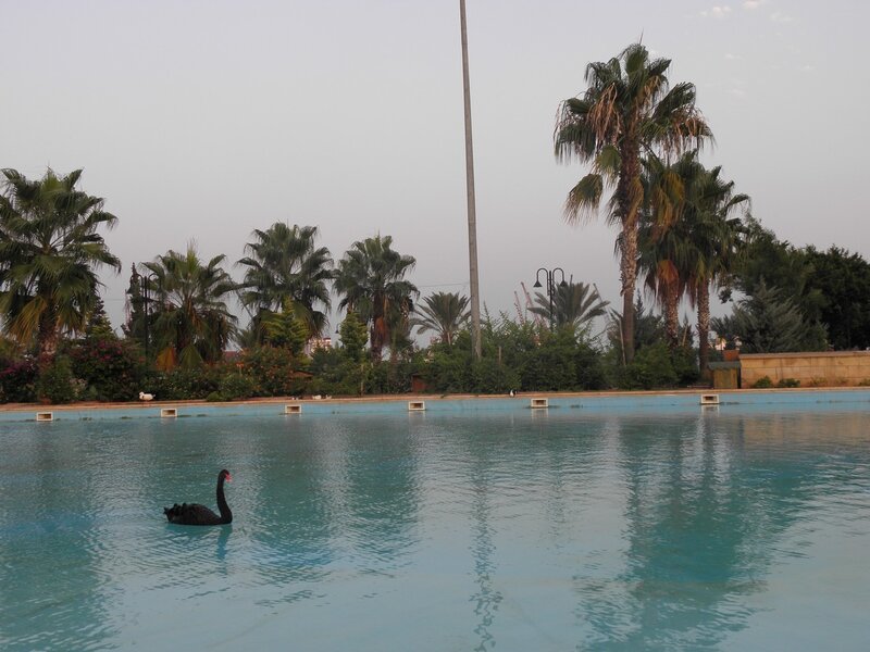 Black Swan in Pool — Blue