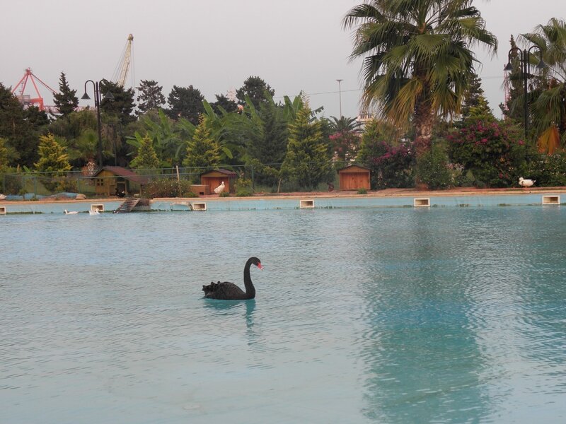 Black Swan in Pool