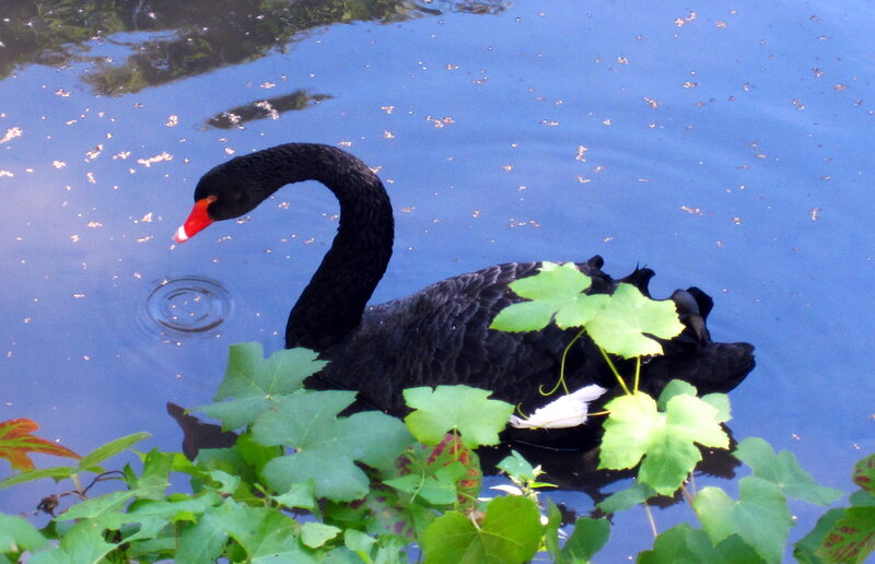 Black Swan in Water — Blue, Serene