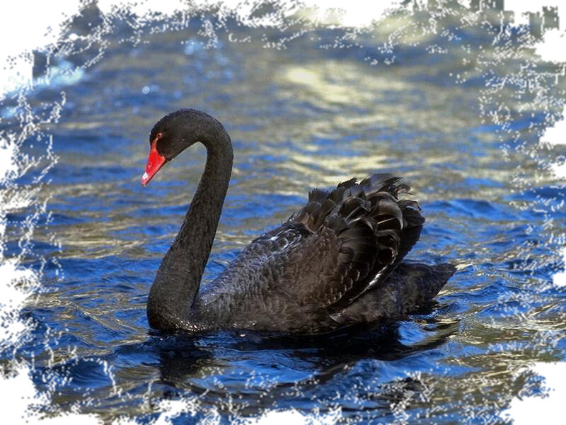 Black Swan in Water — Blue