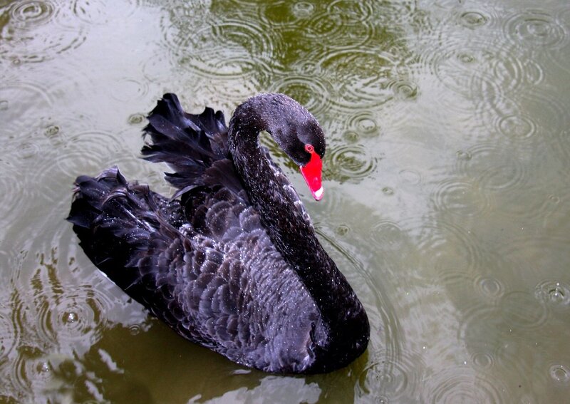 Black Swan in Water — Calm, Photograph