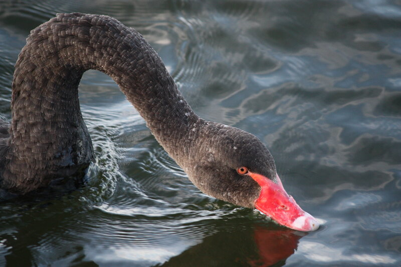 Black Swan in Water — Calm