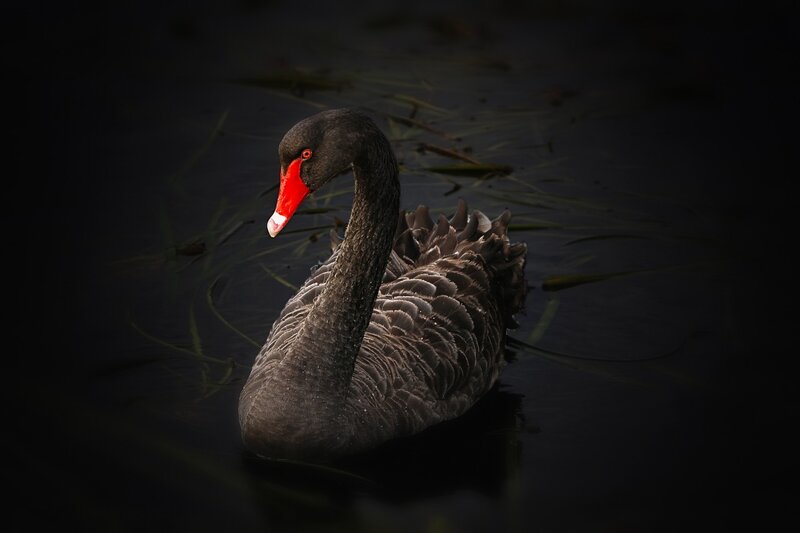 Black Swan in Water — Dramatic