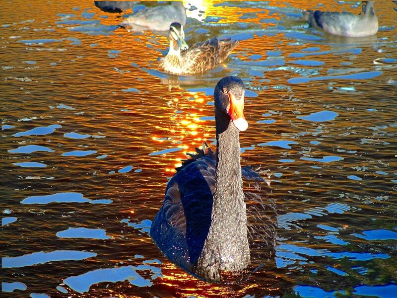 Black Swan in Water — Gold