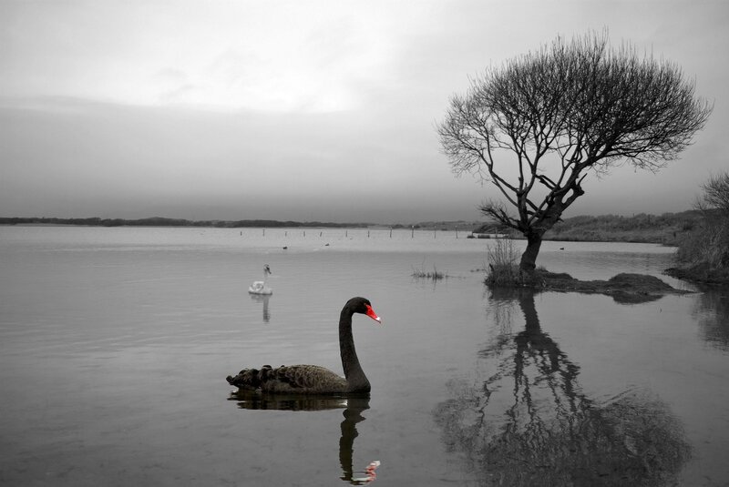 Black Swan in Water — Gray