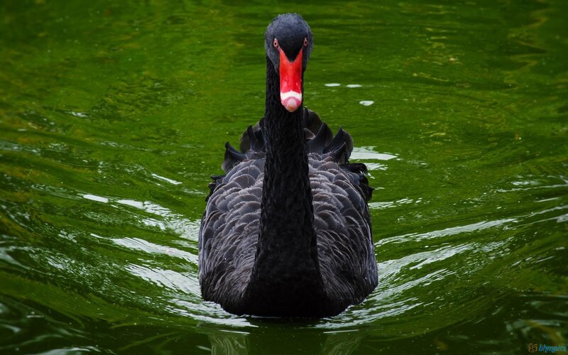 Black Swan in Water — Green