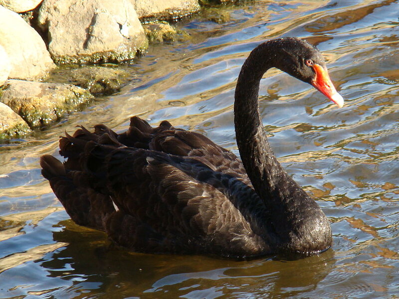 Black Swan in Water — Serene, Afternoon