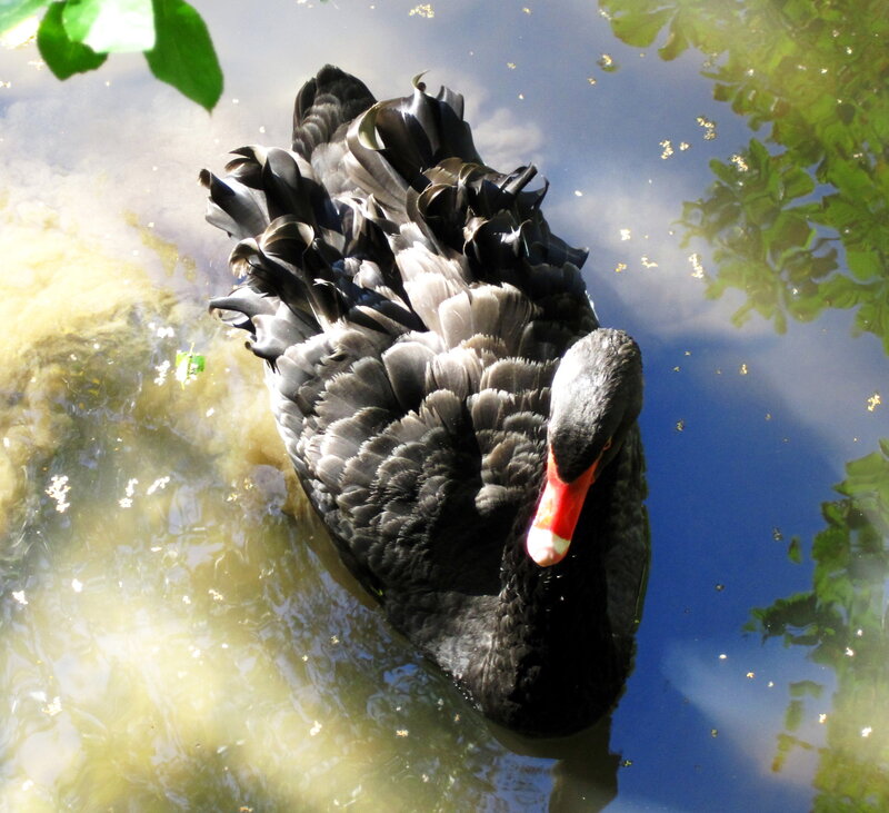 Black Swan in Water — Serene