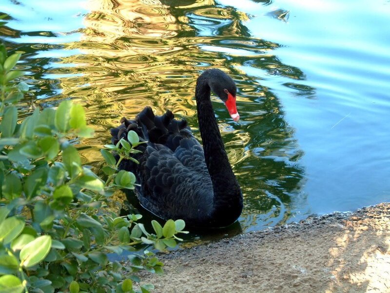 Black Swan in Water