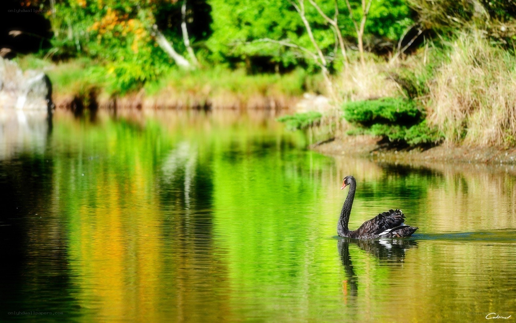 Black swan on a calm pond