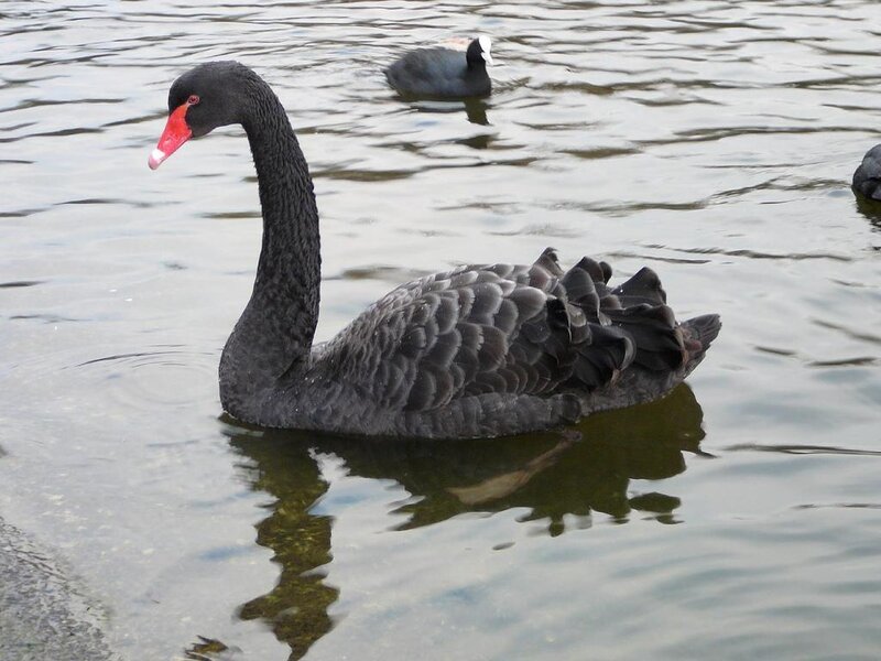 Black swan on a lake