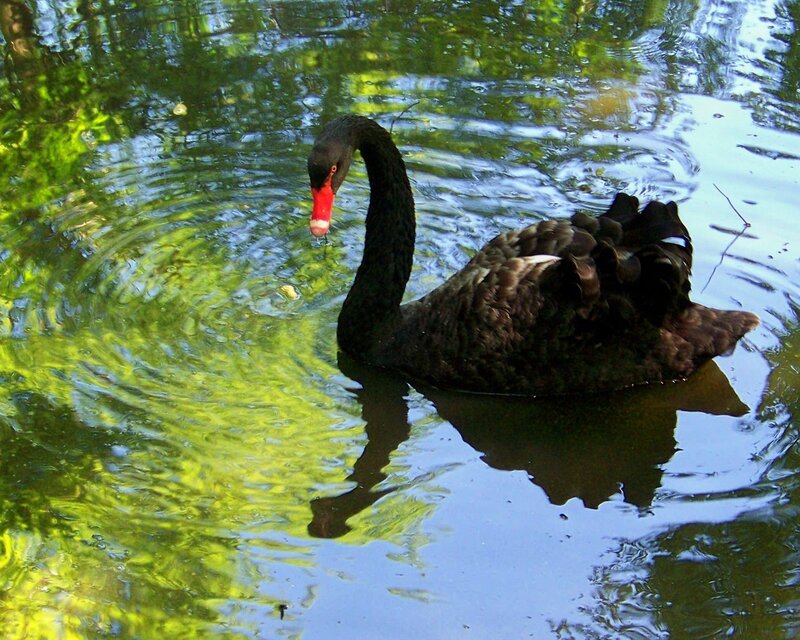 Black swan on a pond