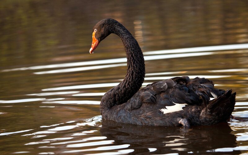 Black swan on calm water