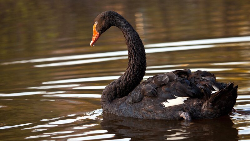 Black swan on calm water