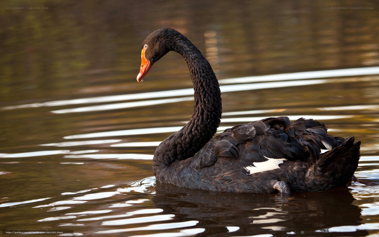 Black swan on calm water