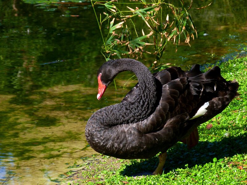 Black Swan on Grass