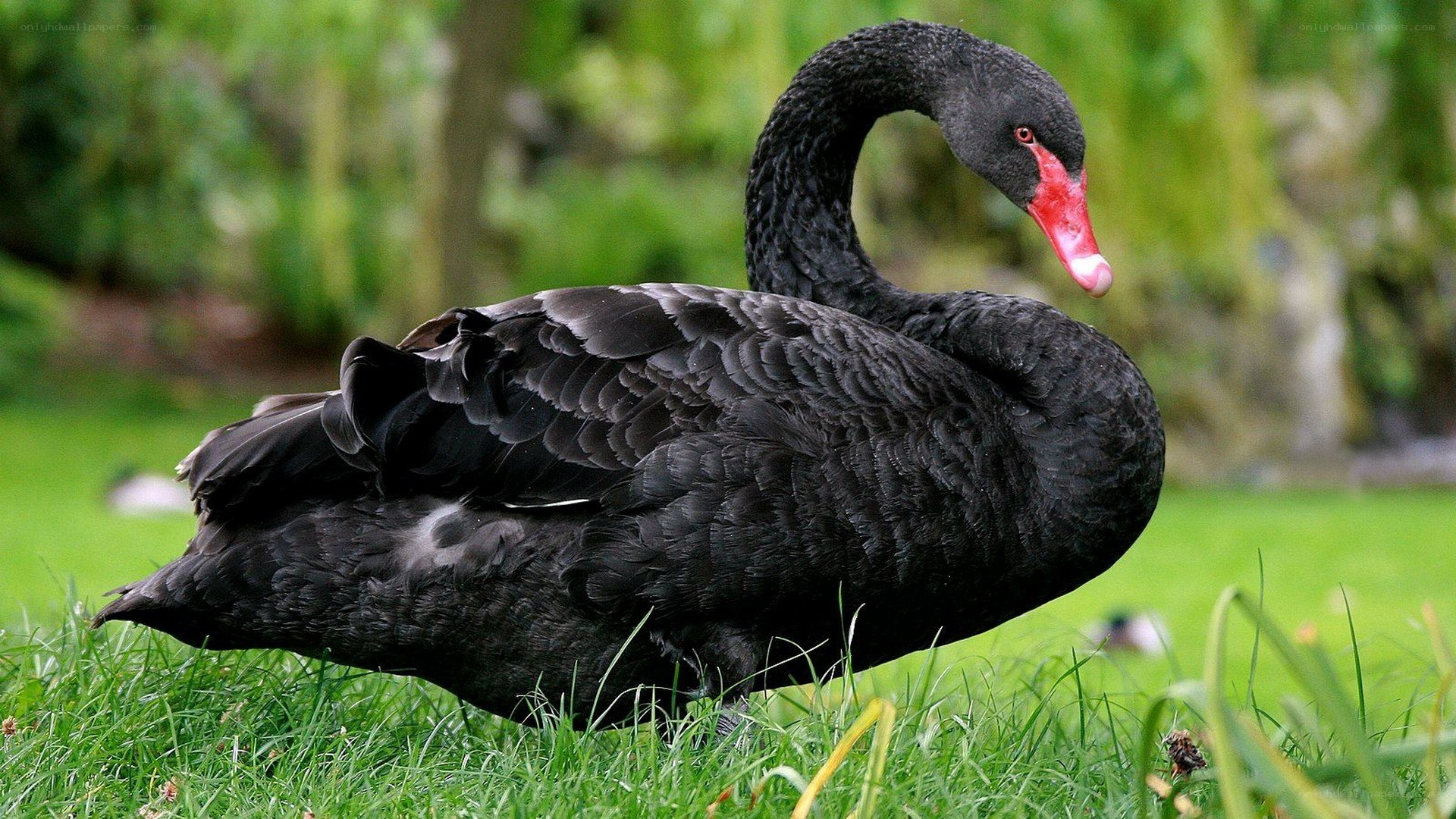 black swan on green grass