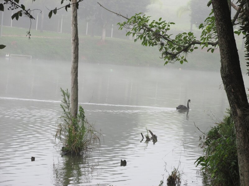 Black Swan on Lake — Gray