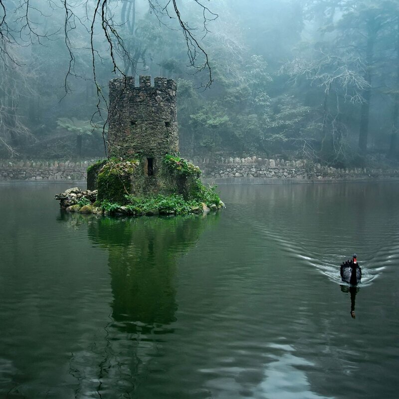 Black Swan on Lake — Green