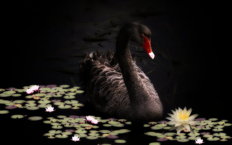 Black Swan on Pond