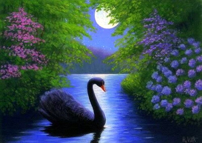 Black Swan on River