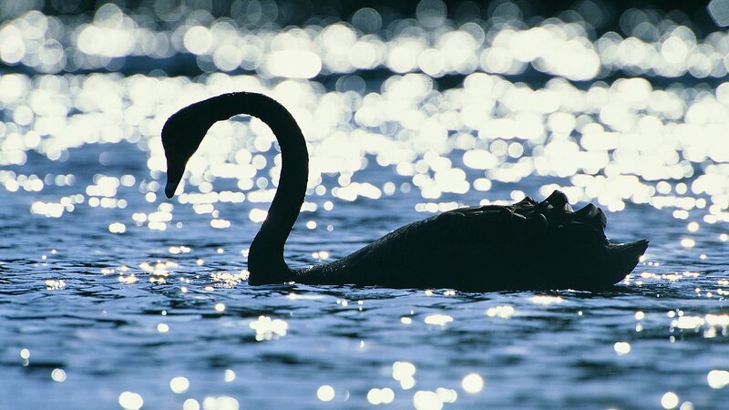 Black swan on shimmering water