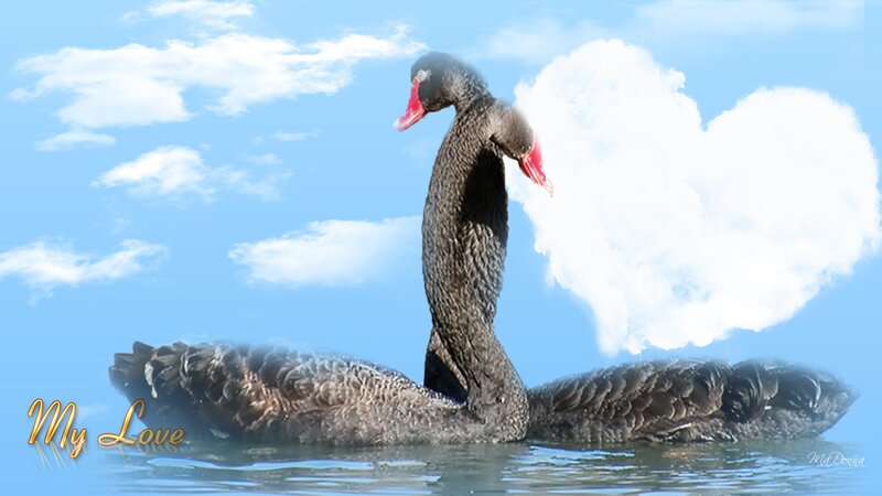 Black Swan on Water — Blue, Serene, Afternoon