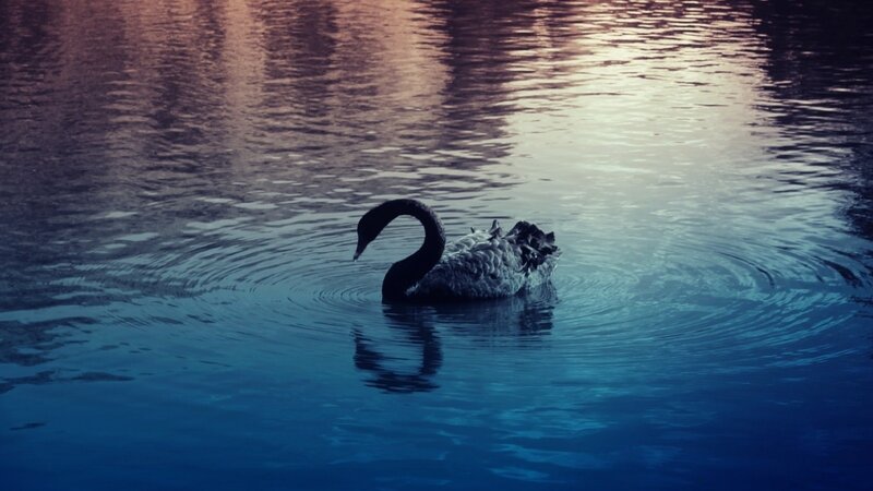 Black Swan on Water — Blue, Serene, Sunset, Photograph, Reflection
