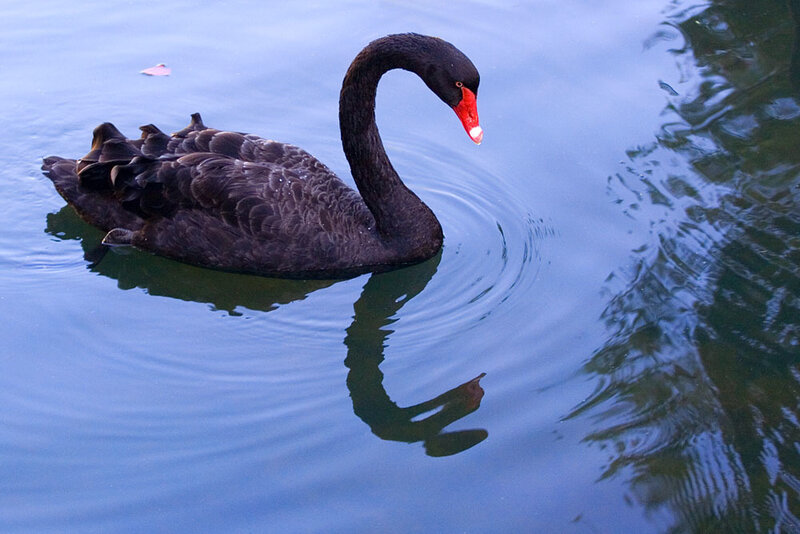 Black Swan on Water — Blue