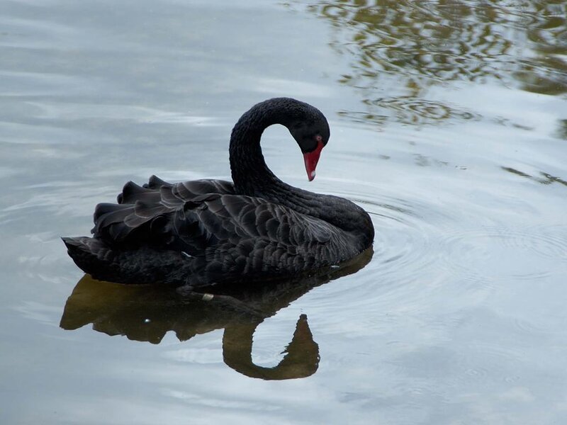 Black Swan on Water — Calm, Photograph, Reflection
