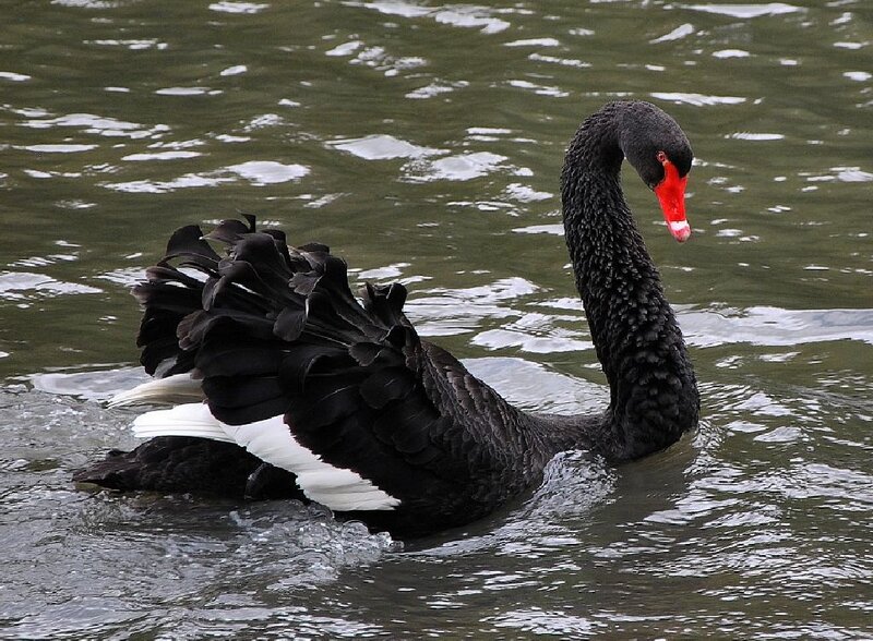 Black Swan on Water — Calm, Photograph