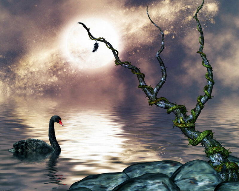 Black Swan on Water — Gray