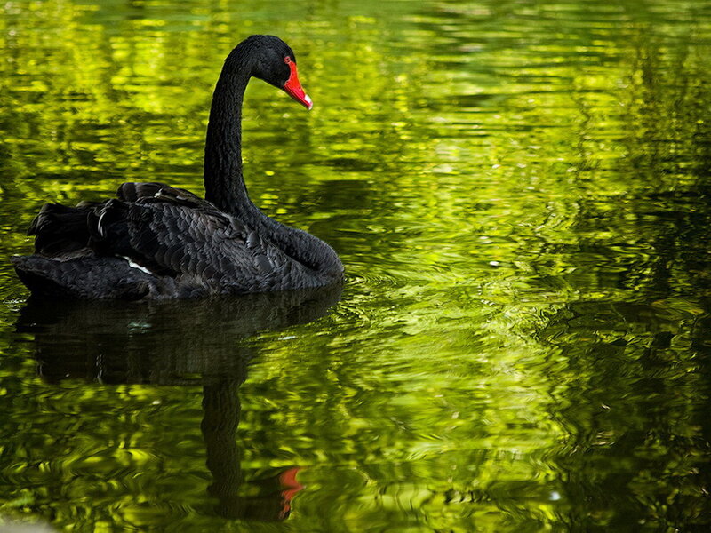 Black Swan on Water — Green