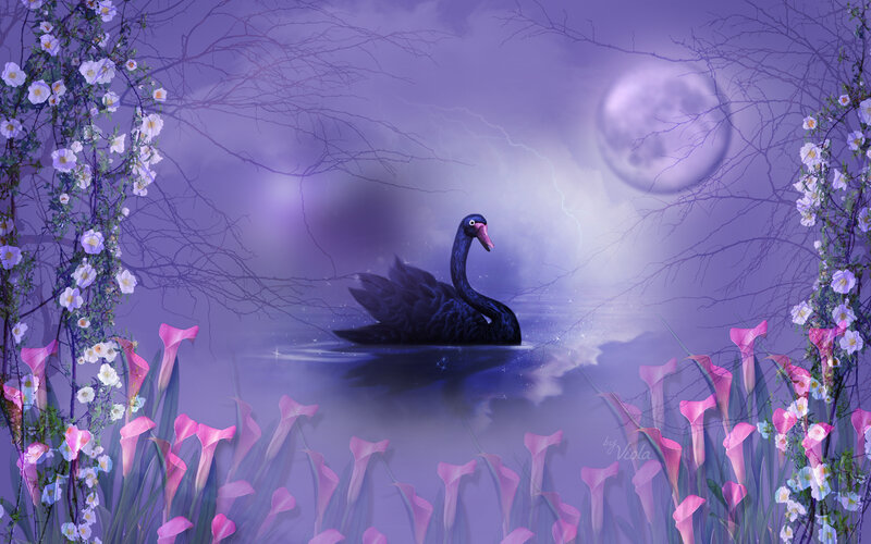 Black Swan on Water — Purple