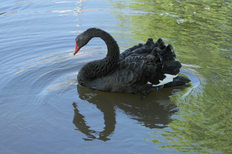 Black Swan on Water — Serene, Afternoon