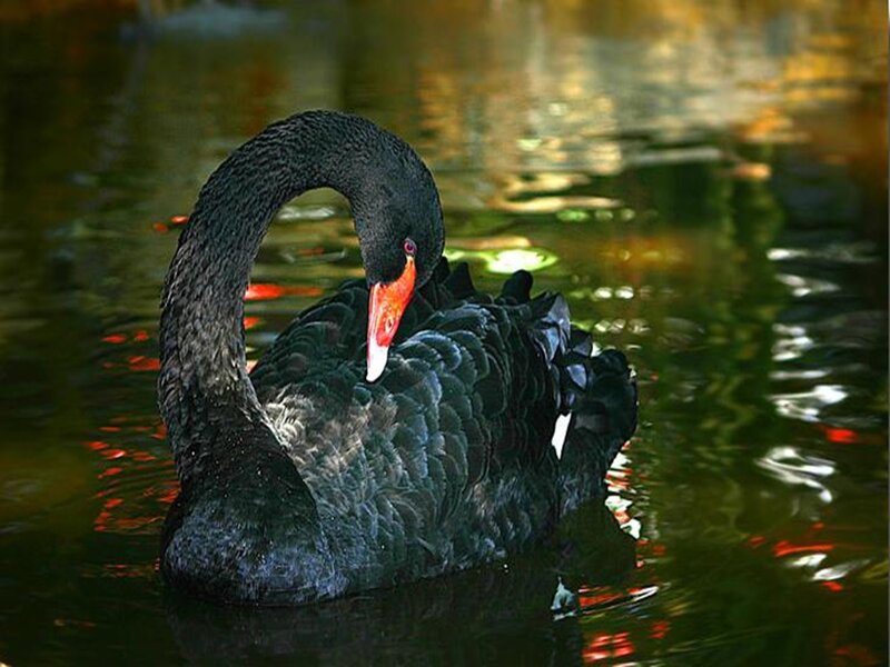 Black Swan on Water — Serene, Photograph