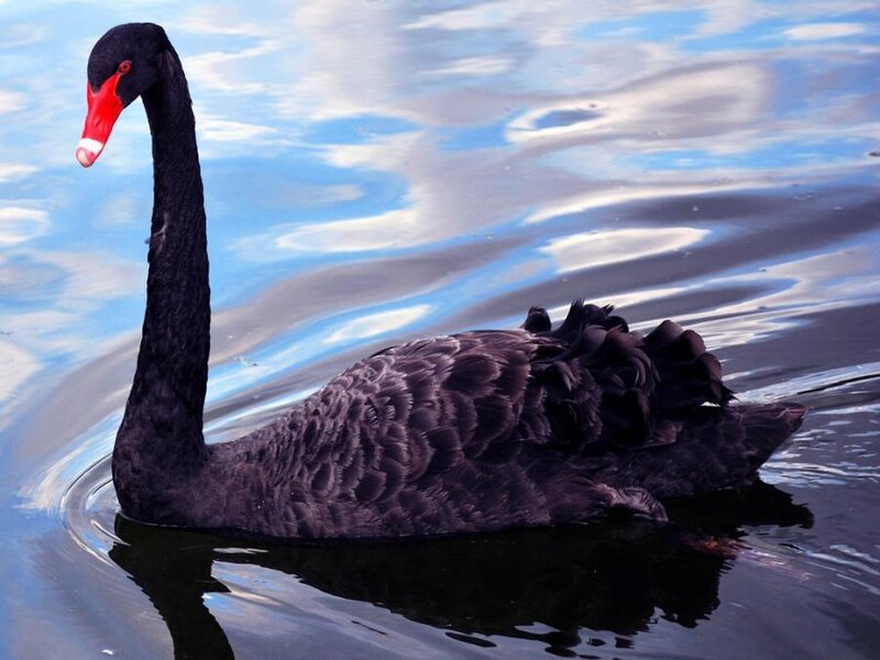 Black Swan on Water — Serene