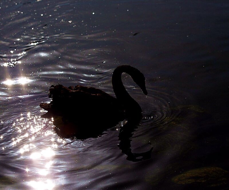 Black Swan on Water
