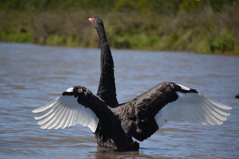 Black Swan Spreading Wings — Calm