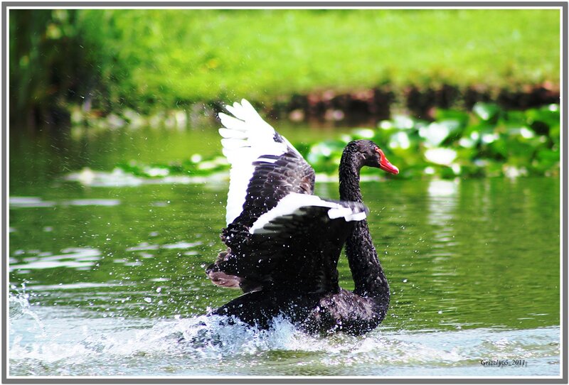 Black Swan Spreading Wings — Dynamic