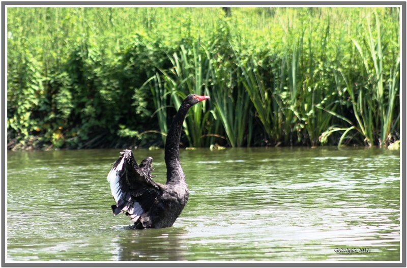Black Swan Spreading Wings