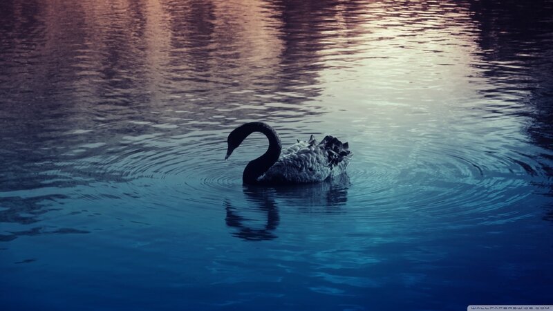 Black Swan Swimming — Blue, Serene
