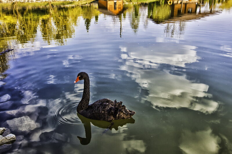 Black Swan Swimming — Blue