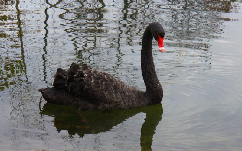 Black Swan Swimming — Calm