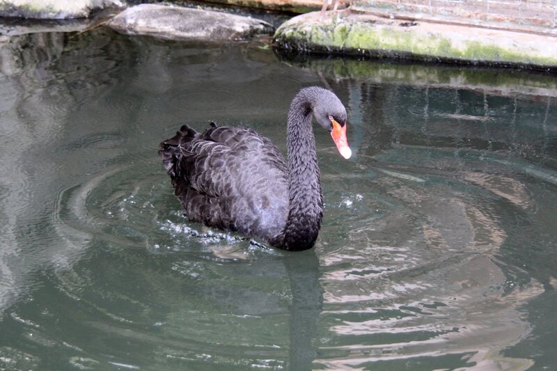 Black Swan Swimming — Gray
