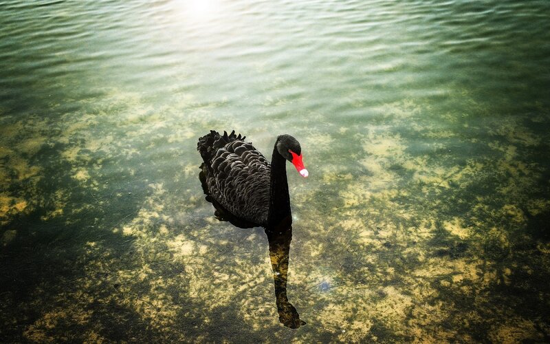 Black Swan Swimming — Green, Serene